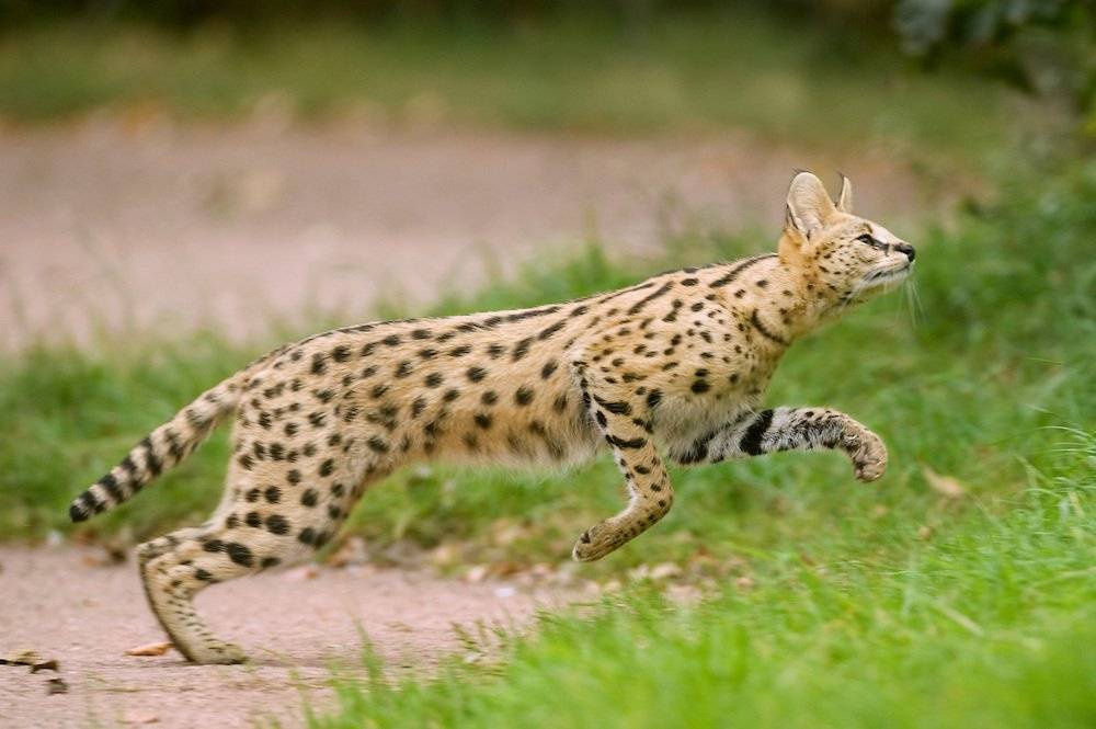 Самые быстрые кошки в мире: топ-10 пород
самые быстрые кошки в мире: топ-10 пород