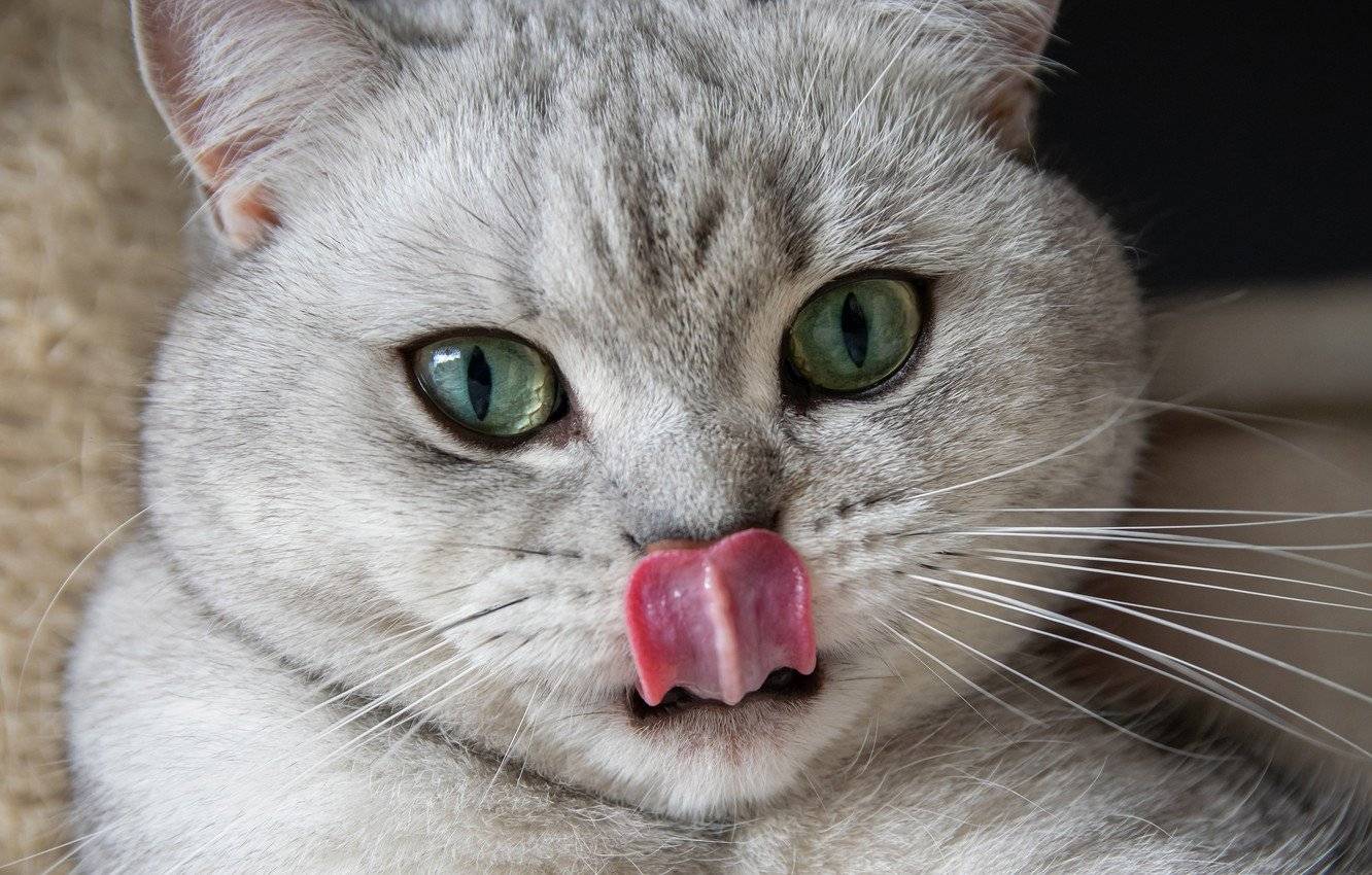 Почему кошки высовывают язык, причины, признаки заболеваний