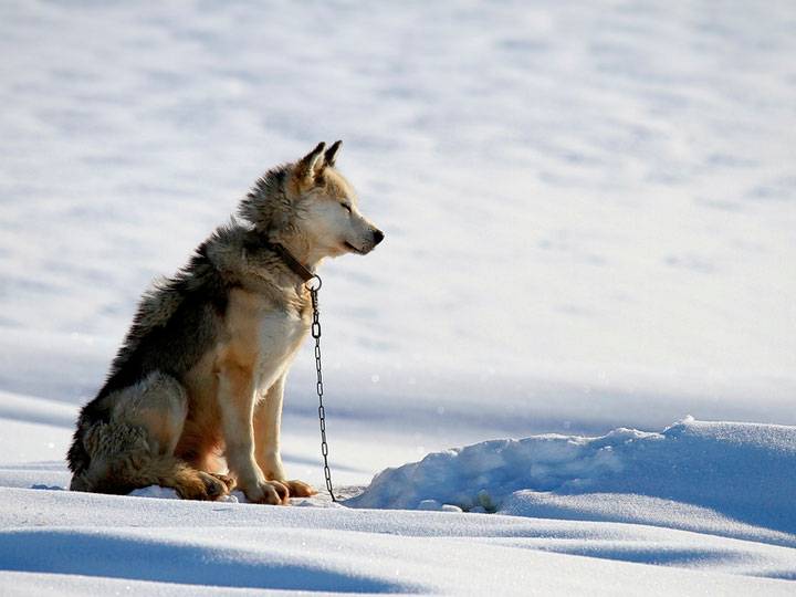 Северные ездовые собаки: названия и фото пород