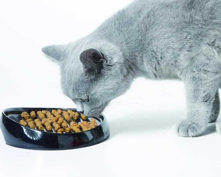 Котенок не ест сухой корм: причины, чем кормить питомца