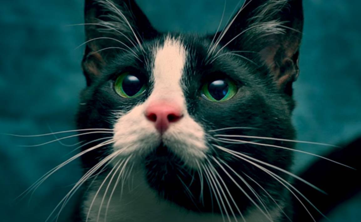 Как правильно называются усы у кошек?