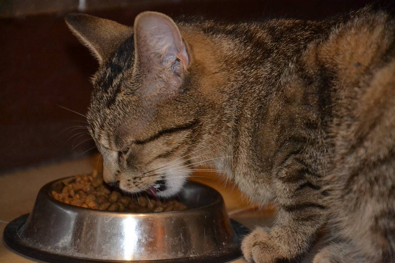 Чем кормить кота после болезни - муркин дом