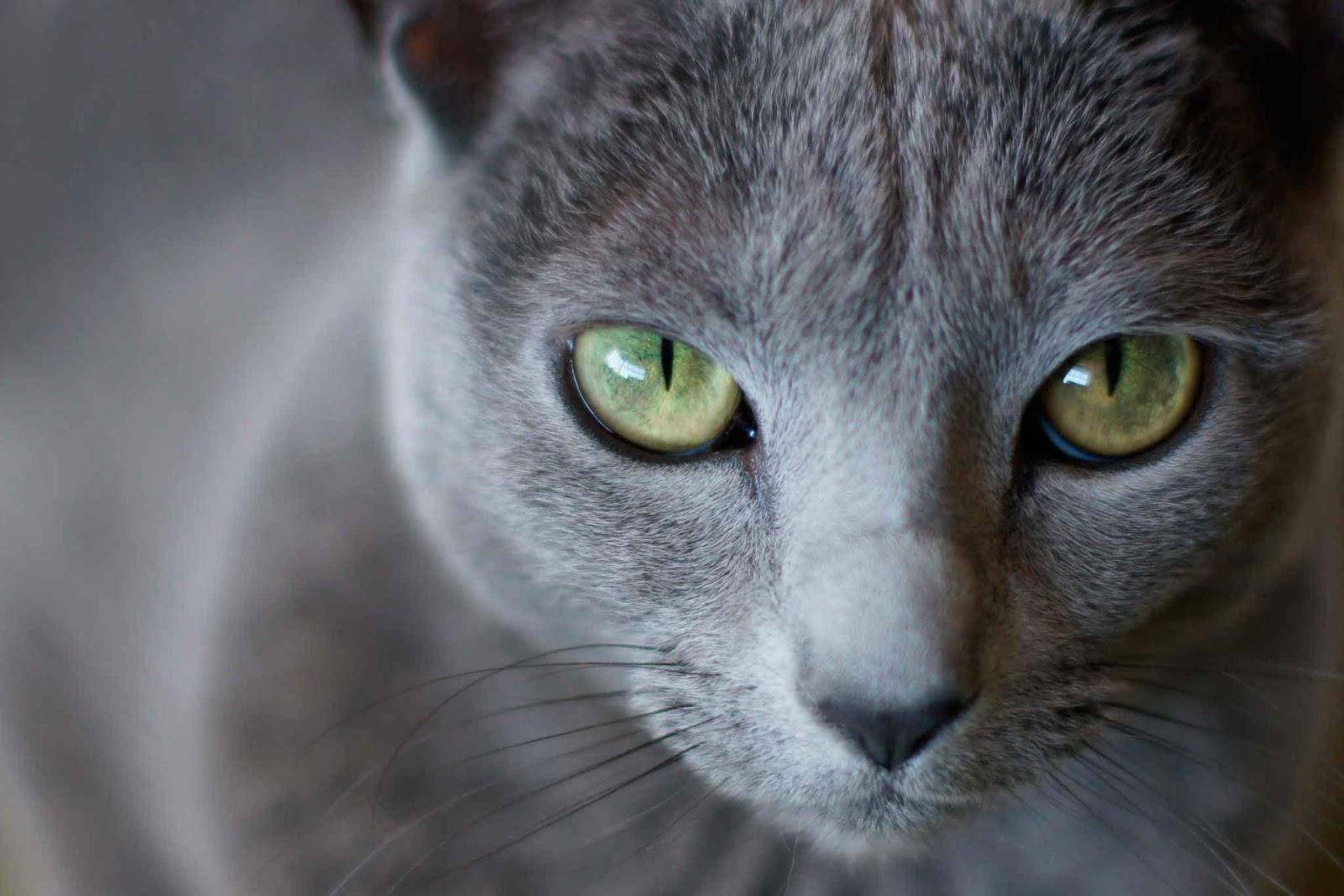 Порода кошек с разными глазами не существует: фото и научное объяснение красивого феномена
