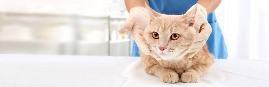 Кошки, не вызывающие аллергию: выбираем питомца для аллергика