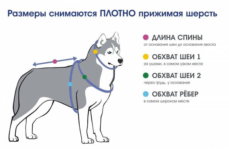 Как правильно выбрать щенка мопса - мопс - все о породе собаки