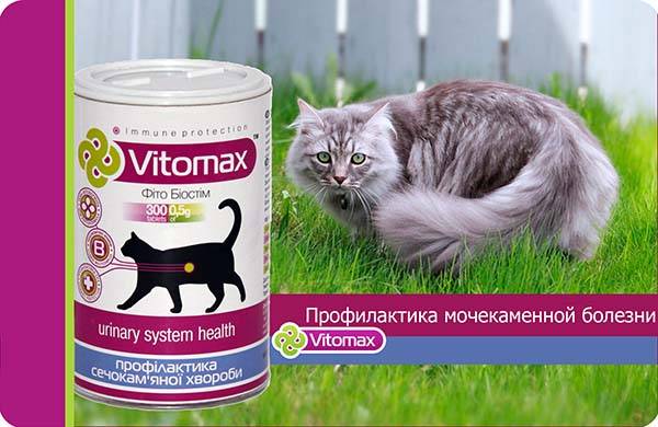 Правила профилактики мочекаменной болезни у кошек