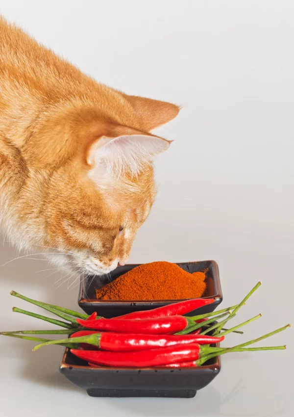 Как лечить кошек от кашля и чихания