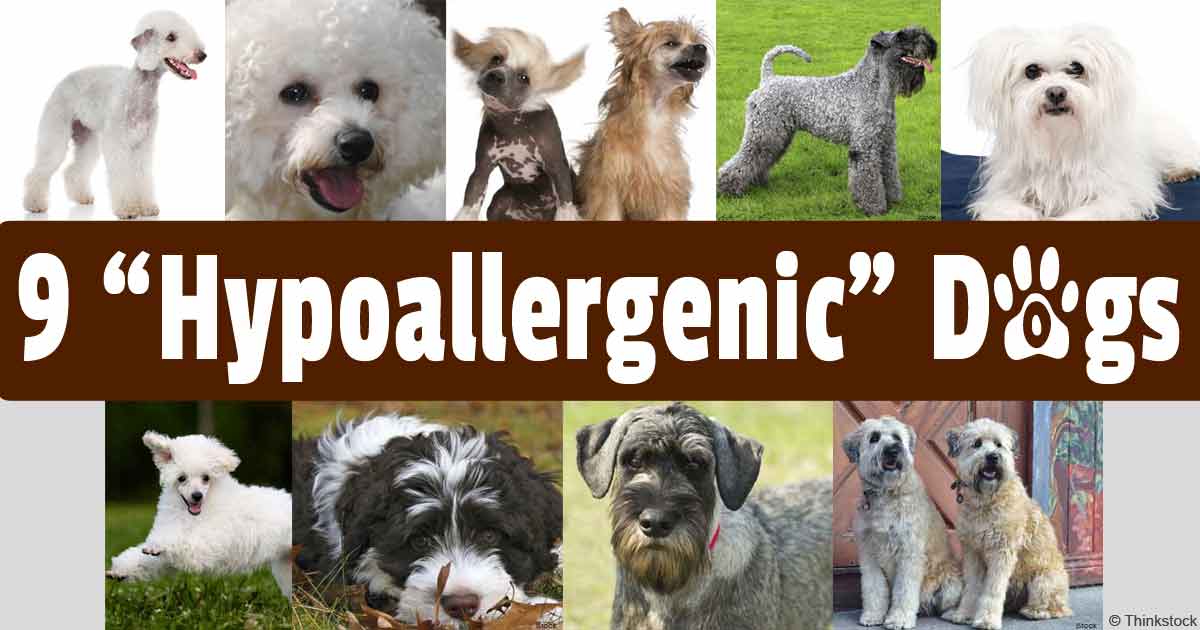 Топ-50 гипоаллергенных пород собак для чувствительных владельцев (полный список)