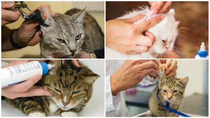Ушной клещ у кошек – фото, симптомы и лечение в домашних условиях