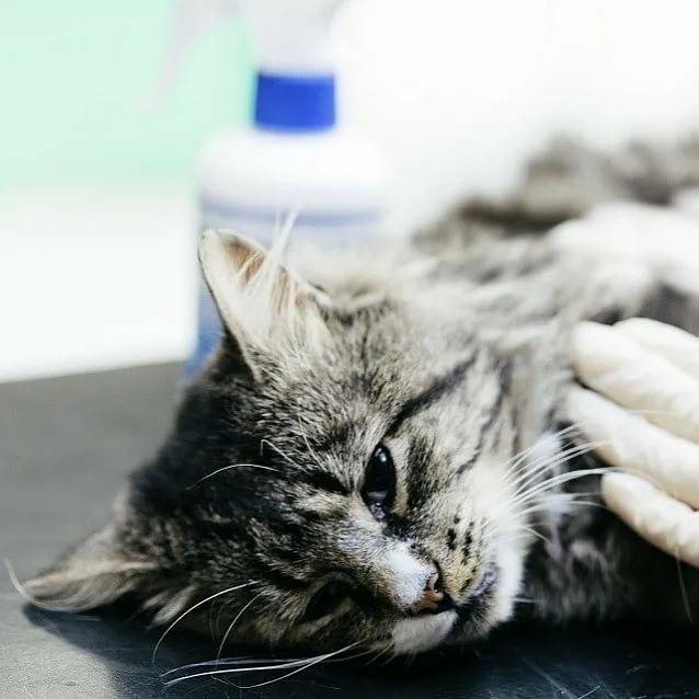 Что делать если кошка отравилась - симптомы и признаки отравления, лечение в домашних условиях, что дать и чем кормить, читаем в статье на сайте лапы и хвост