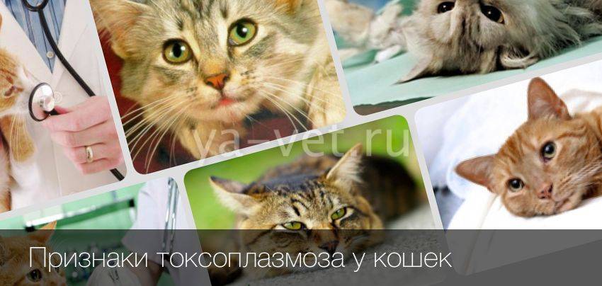 Симптомы токсоплазмоза у кошек. Токсоплазмоз у кошек фото. Токсоплазмоз у кошек симптомы.