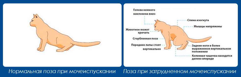 5 причин появления шишки на хвосте у кота - что делать - kotiko.ru