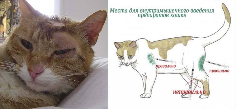 Описание кожных заболеваний у кошки: причины, признаки и способы лечения
