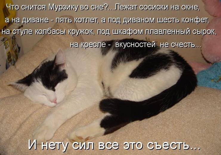 Видят ли сны наши кошки и собаки? — обсуждение в группе "другие животные" | птичка.ру