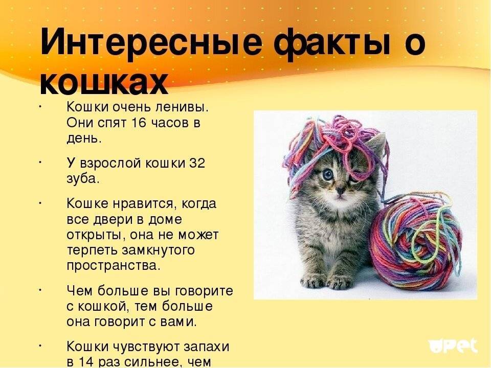 Самые интересные факты о кошках