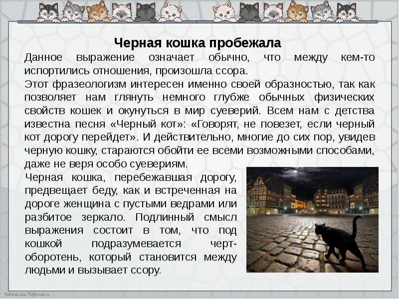 Черный кот: приметы и суеверия, можно ли заводить дома, что будет, если перебежал дорогу