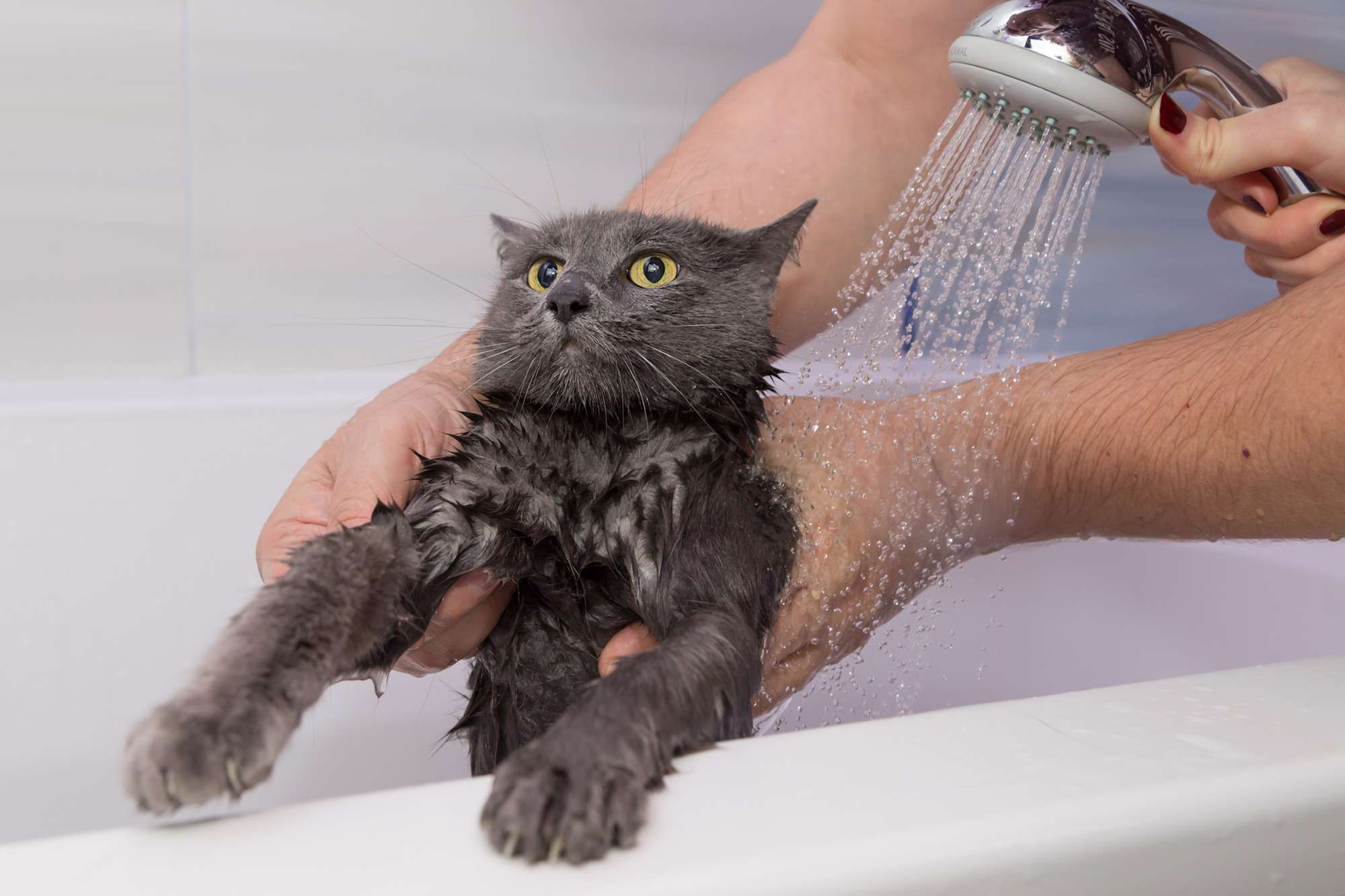 Как купать котёнка первый раз: когда можно начать и как часто мыть питомца