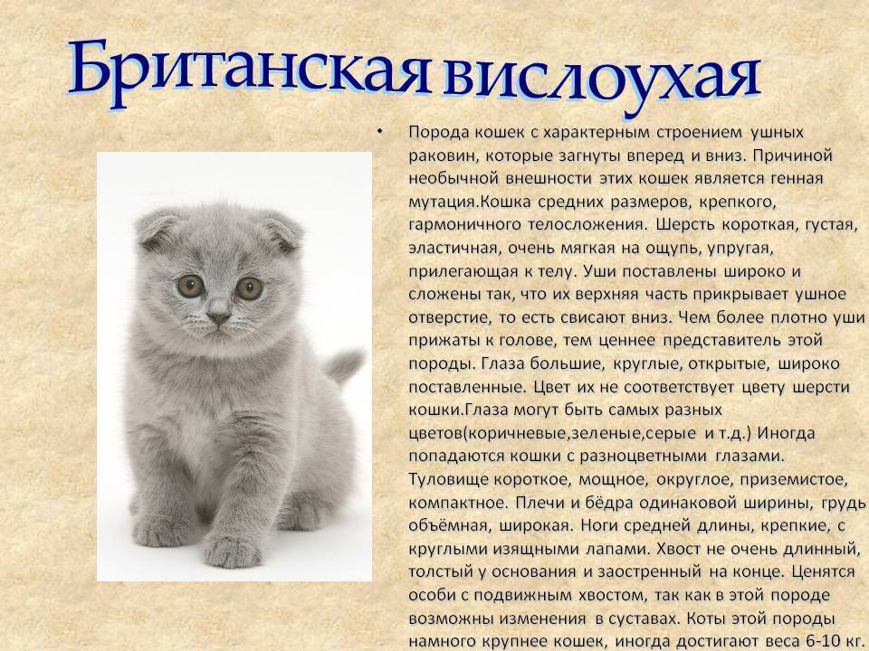 Шотландские вислоухие котята: история появления породы и особенности питания + чем кормить и как купать