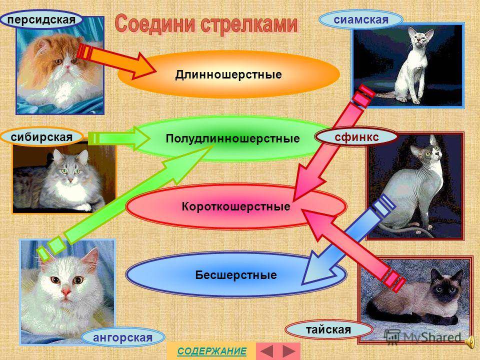 Особенности характера и поведения кошек
