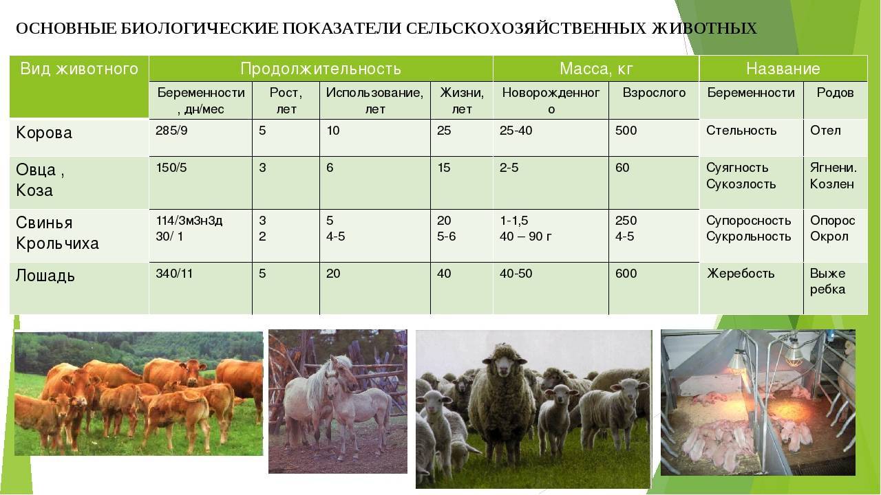 До какого возраста растут коты: факторы роста и его стимуляция