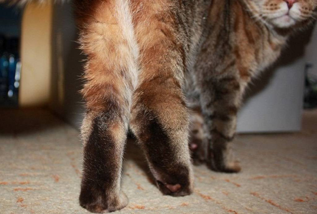 8 причин почему кот хромает на заднюю лапу - как лечить