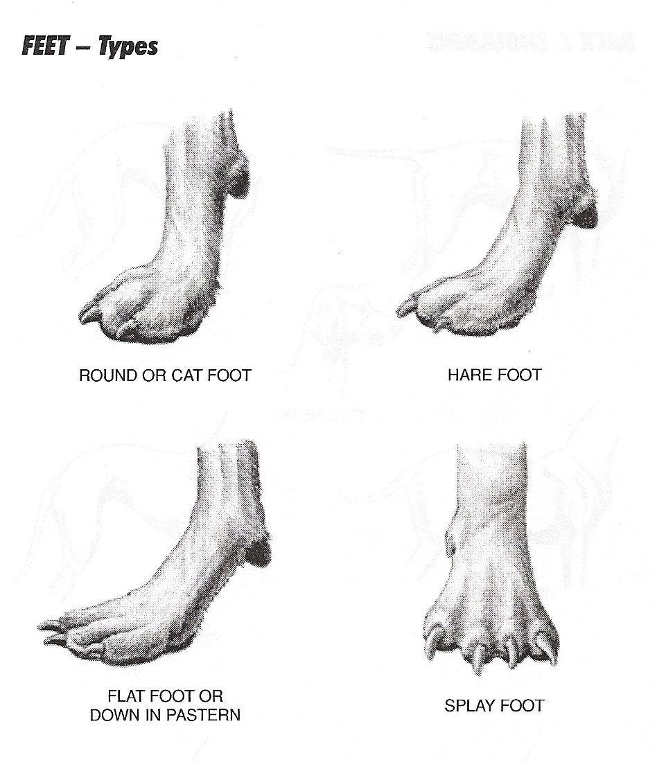 Строение лапок. Строение передних конечностей собаки. Анатомия передних лап собаки. Строение передней лапы собаки. Строение передних лап у собак.