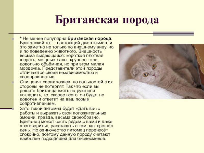 Британские вислоухие кошки: описание породы, характер, здоровье
