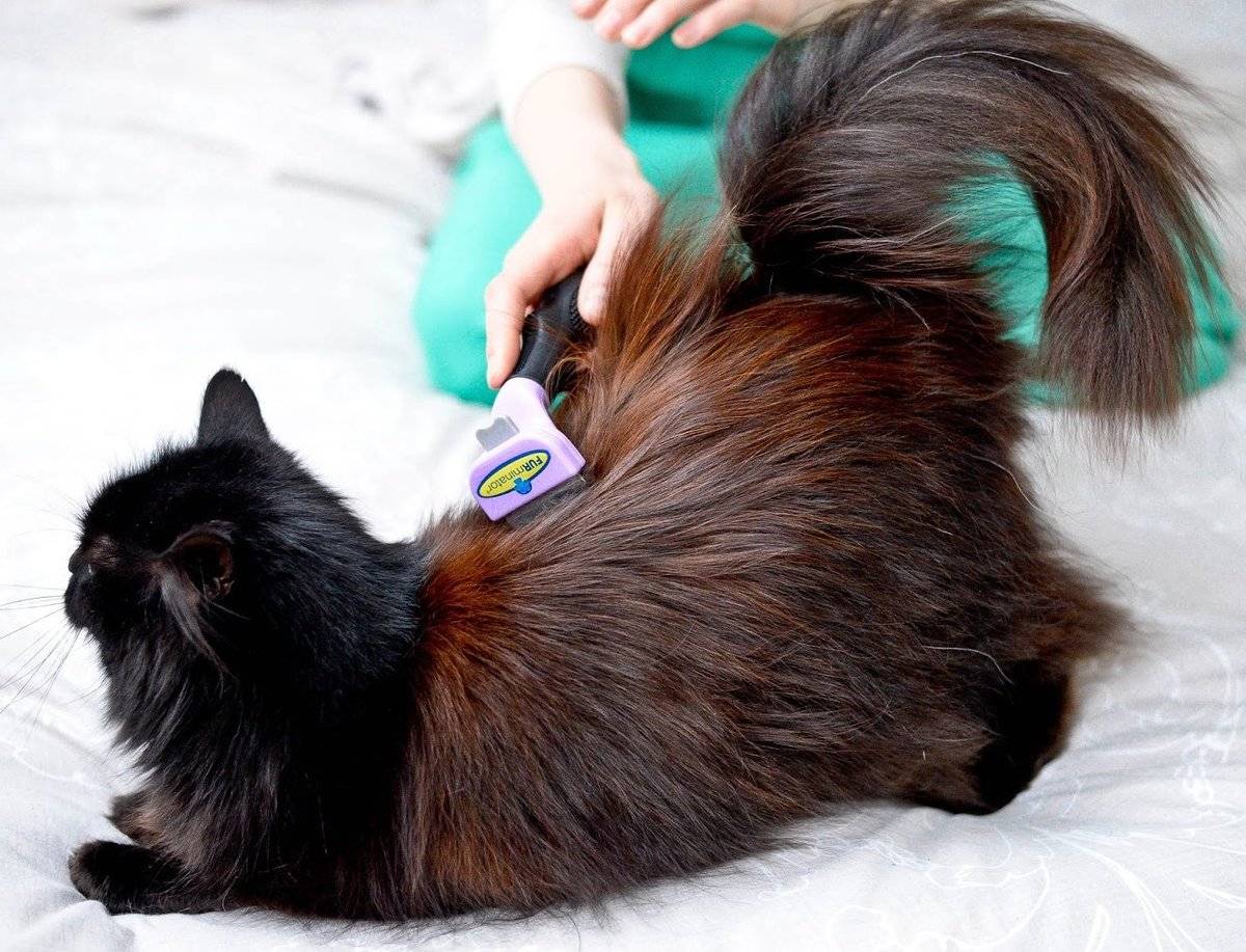 Витамины, средства и добавки против выпадения шерсти у кошек — причины и лечение