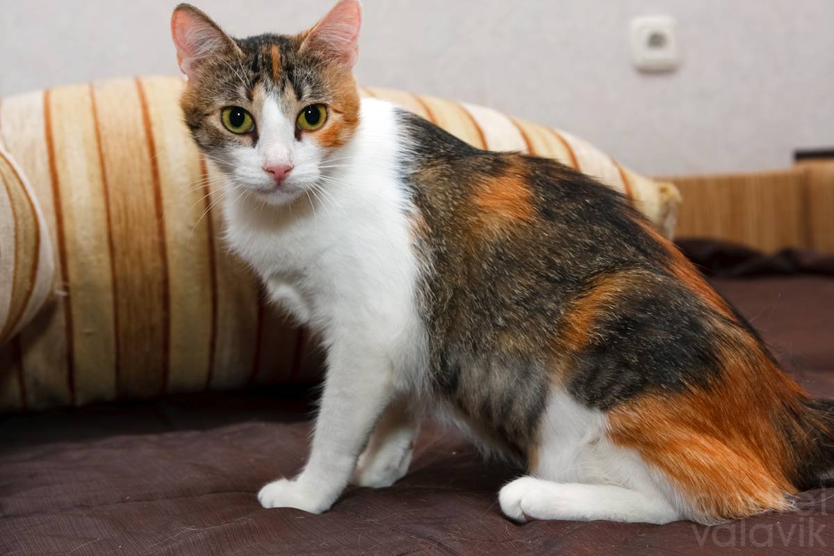 Трёхцветная кошка: описание, особенности, генетика окраса, приметы и поверья