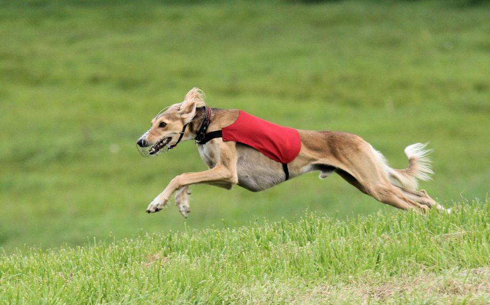 Топ 15 самых быстробегающих пород собак: самые быстрые- обзор +видео