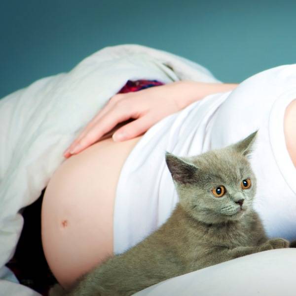 Почему беременным нельзя гладить кошек: различаем приметы и реальную опасность
почему беременным нельзя гладить кошек: различаем приметы и реальную опасность