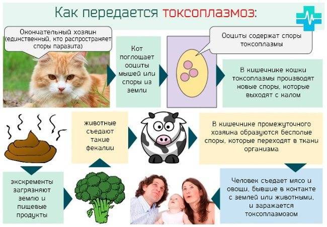 Симптомы и лечение токсоплазмоза у кошек: передаётся ли человеку?