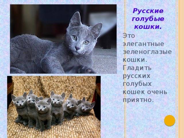 Стандарты породы русская голубая кошка