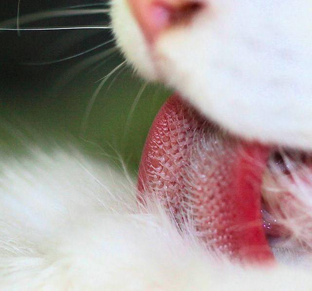 Язык кошки под микроскопом фото как выглядит