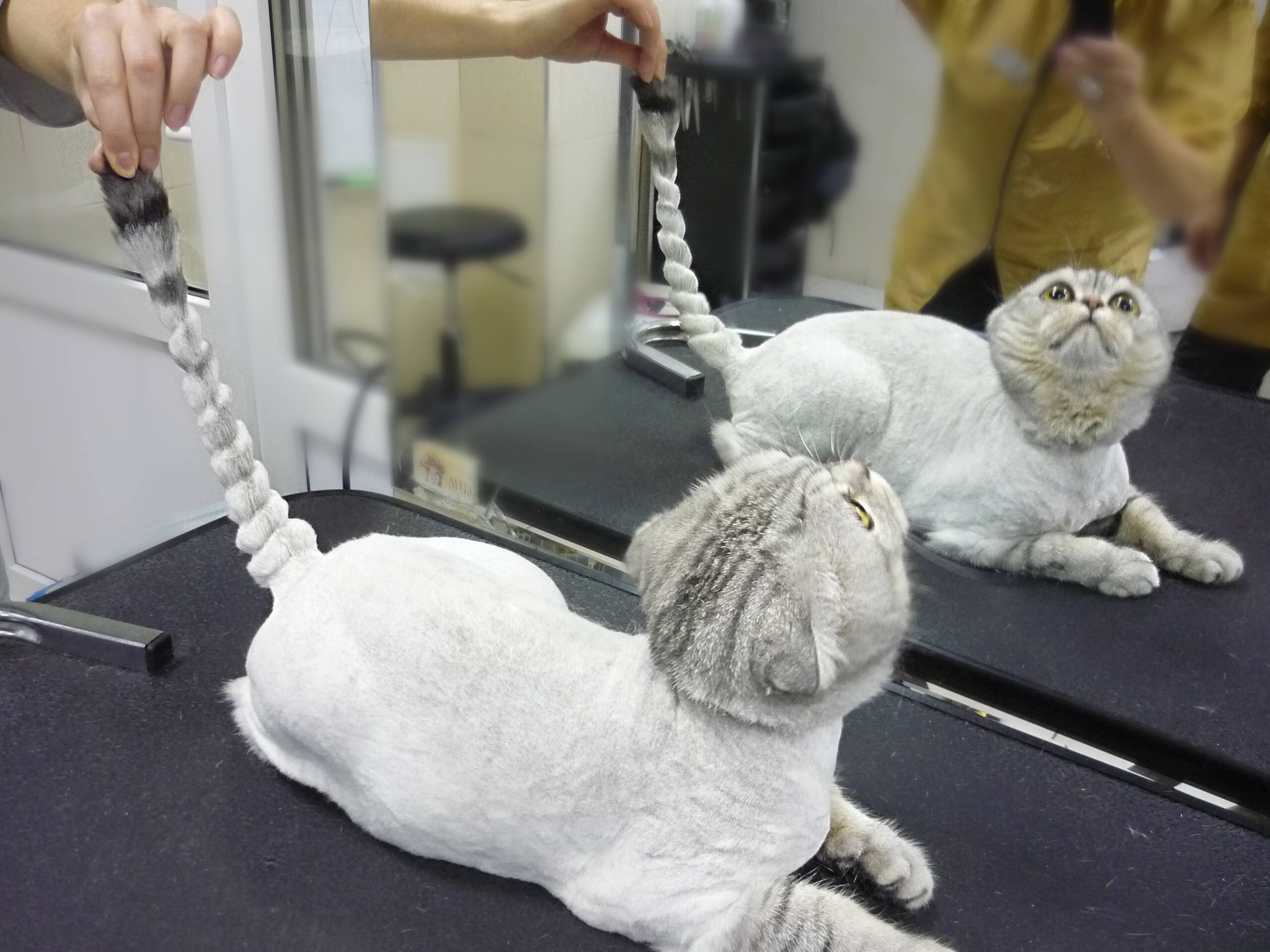 Как подстричь кошку дома