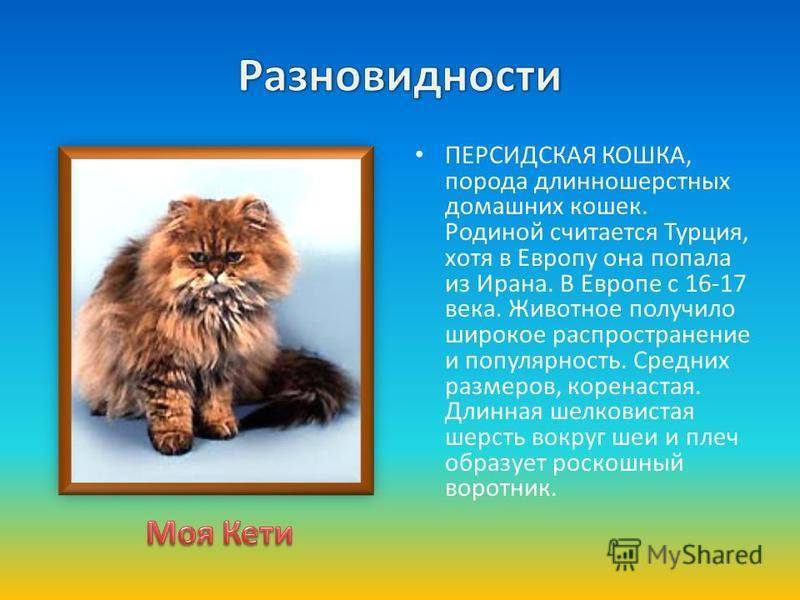 Персидская кошка список пород кошек. Рассказ о персидской кошке. Персидская кошка описание. Персидские кошки описание породы. Родина персидских кошек.