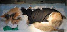 Кошка после стерилизации вялая: каковы причины этого явления, помощь питомцу