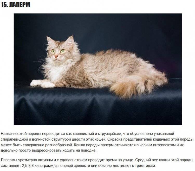 Хайлендер (хайленд линкс): описание породы кошек с фото и видео