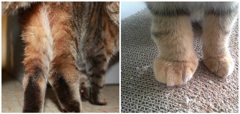 Опухоль у кошки на лапе: виды опухолей, на передних или задних лапах, между пальцами, на суставе, чем опасны, методы лечения