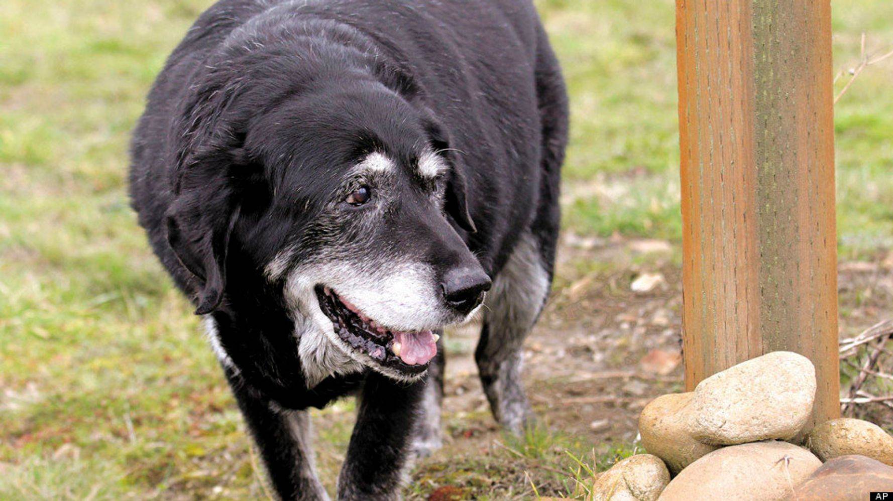 Поставь старый пес. Собака долгожитель. Самый старый пес. Блю и собака долгожитель. Самая собака долгожитель в мире.
