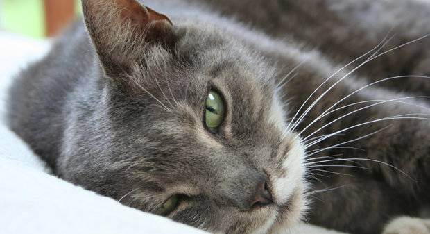 Британская шиншилла (71 фото): описание шиншилловых британцев, характер кошек и котов. варианты окраса котят породы британская шиншилла