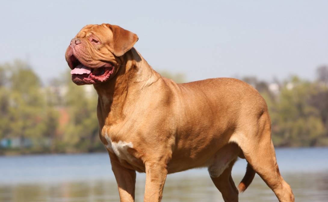 Самые опасные породы собак в мире: список топ-10 с фото и видео
