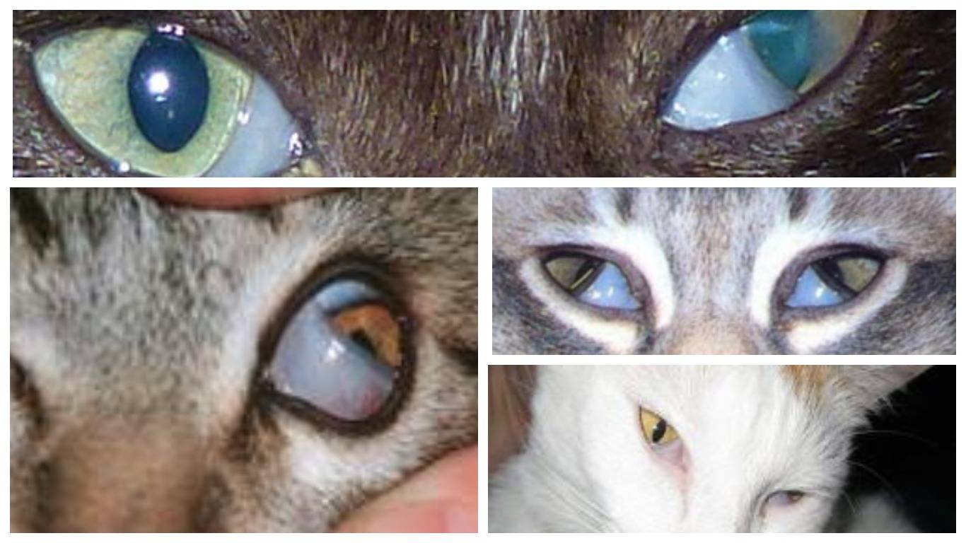 Почему у кошки коричневые глаза?