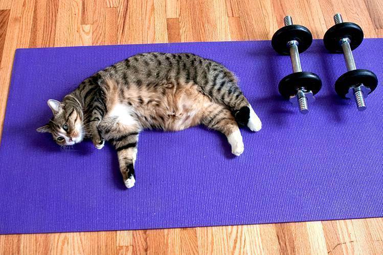 Похудение кошки: как похудеть стерилизованной кошке, корма, причины ожирения, как помочь животному сбросить вес, длительность диеты