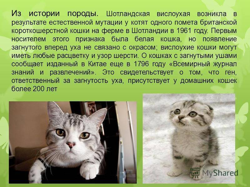 Русские кошки: описание, породы, выбор и нюансы ухода
