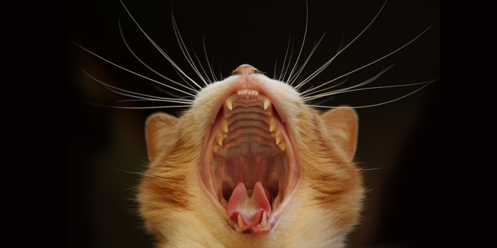 Зубной камень у кошек удаление в домашних условиях: профилактика и чистка