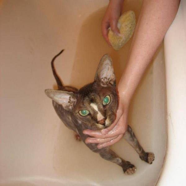 Чем можно помыть кота, если нет специального шампуня?