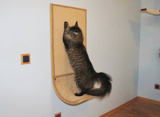 Как защитить стены от когтей кошек: обзор лучших антивандальных покрытий