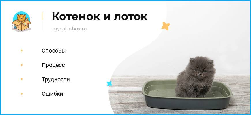 Как приучить котенка к лотку