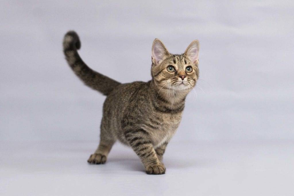Азиатская кошка табби: фото, описание, окрас, характер, уход за табби | for-pet